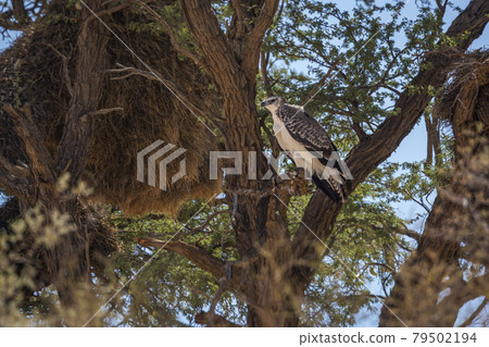 Martial Eagle in Kgalagadi transfrontier park, South Africa Martial Eagle in Kgalagadi transfrontier park, South Africa 79502194