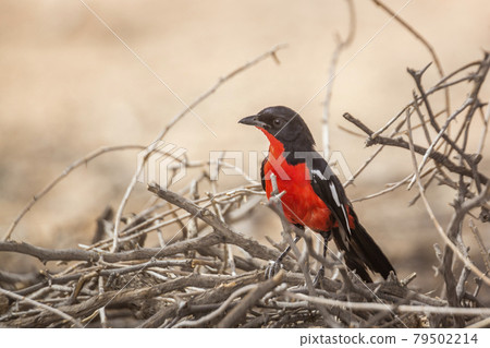 Crimson breasted Gonolek in Kgalagadi transfrontier park, South Africa 79502214