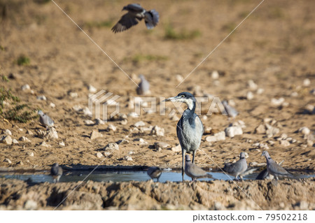 Black headed Heron in Kgalagadi transfrontier park, South Africa Black headed Heron in Kgalagadi transfrontier park, South Africa 79502218