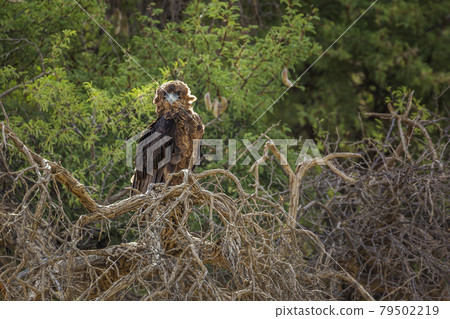 Bateleur Eagle in Kgalagadi transfrontier park, South Africa 79502219