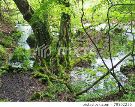 A spring on the way from Tadewara to Amagaike, the headwaters of the Chikugo River, Tano, Kokonoe-cho, Kusu-gun, Oita Prefecture A spring on the way from Tadewara to Amagaike, the headwaters of the Chikugo River, Tano, Kokonoe-cho, Kusu-gun, Oita Prefecture 79502236