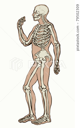 Human skeleton. Vector schematic drawing Human skeleton. Vector schematic drawing 79502309