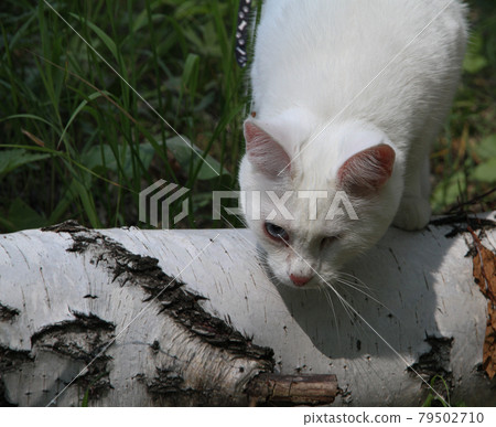white cat with one eye on the walk 79502710