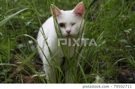 white cat with one eye on the walk 79502711