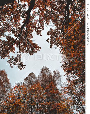 Tops of trees against rainy sky background. Autumn season, melancholy mood concept, copy space 79504594
