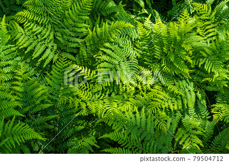 Natural fern pattern. Background with young green fern leaves. 79504712