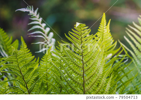Perennial herbaceous fern - common bracken 79504713