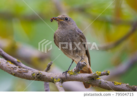 Black redstart - Phoenicurus ochruros standing on the branch with prey. Black redstart - Phoenicurus ochruros standing on the branch with prey. 79504715