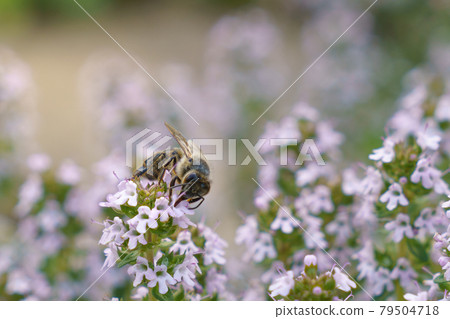The bee pollinates the thyme flowers. The bee pollinates the thyme flowers. 79504718