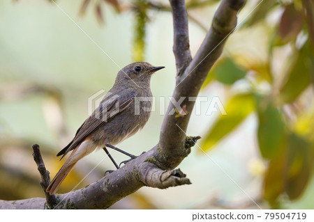 Black redstart - Phoenicurus ochruros standing on the branch. Black redstart - Phoenicurus ochruros standing on the branch. 79504719