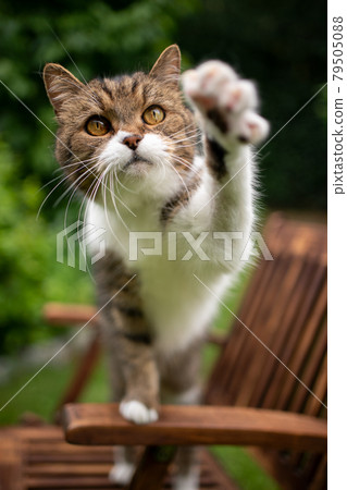 curious cat outdoors raising paw trying to reach camera curious cat outdoors raising paw trying to reach camera 79505088