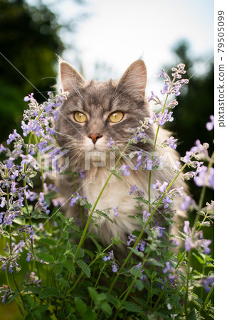 maine coon cat looking at blossoming catnip plant outdoors in nature 79505099