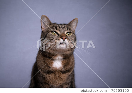 tabby cat portrait on gray concrete background with copy space tabby cat portrait on gray concrete background with copy space 79505100