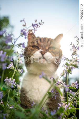 tabby white cat behind blossoming catnip plant outdoors in sunlight tabby white cat behind blossoming catnip plant outdoors in sunlight 79505112