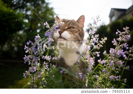 tabby white cat smelling blossoming catnip plant outdoors tabby white cat smelling blossoming catnip plant outdoors 79505113
