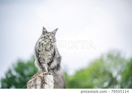 silver tabby maine coon cat sitting on birch tree stump observing nature silver tabby maine coon cat sitting on birch tree stump observing nature 79505114