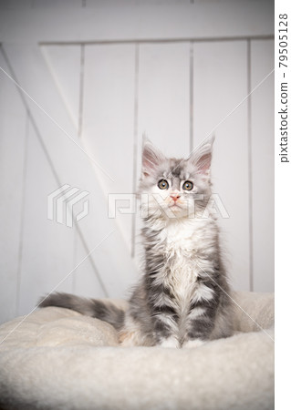 cute maine coon kitten sitting on white cushion looking at camera 79505128
