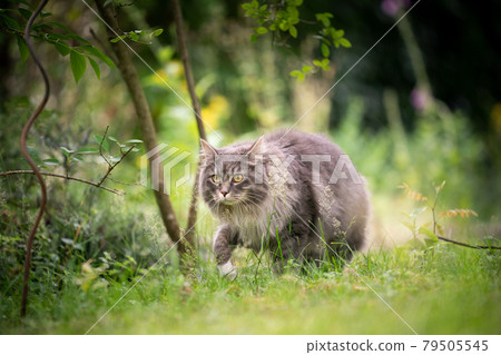 gray cat outdoors on the prowl in green nature sneaking through grass gray cat outdoors on the prowl in green nature sneaking through grass 79505545