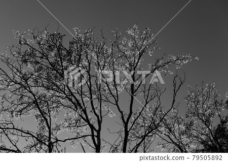 Silhouette of aspen (populus tremula) branches with sunlit leaves at autumn Indian summer evening Silhouette of aspen (populus tremula) branches with sunlit leaves at autumn Indian summer evening 79505892