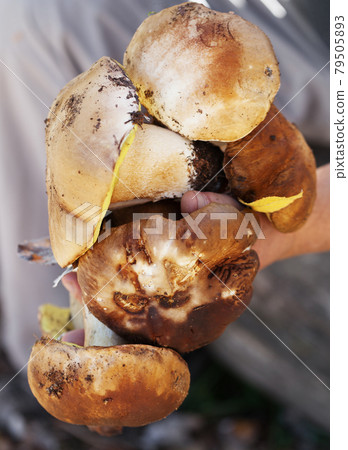Porcini mushrooms in hand of mushroom picker in forest at fall season 79505893