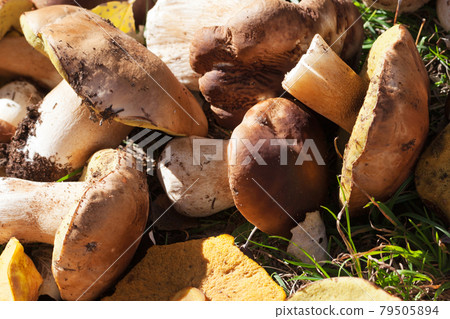 Cut porcini mushrooms, boletus and parasol mushrooms lie in heap in a sunny meadow 79505894