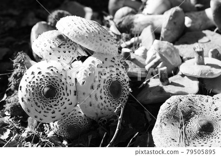 Young parasol mushrooms (Macrolepiota procera or Lepiota procera), ceps and suillus on background 79505895
