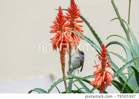 bird eurasian blackcap sylvia atricapilla 79505987