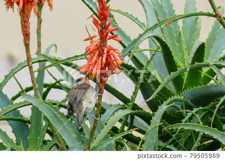 bird eurasian blackcap sylvia atricapilla 79505989