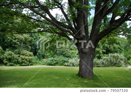 Lush green lawn under a large tree. A place to rest. Nature and greenery around. The tree provides shelter from the sun. Shelter under the branches of a spreading oak tree 79507330