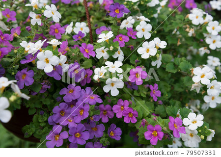 Cute little Bacopa flowers. Flowers close-up of lilac, pink and white 79507331