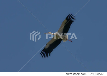 Stork Stork 79508563