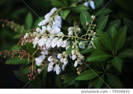 Beginning to bloom, Leukoto air shirasu flowers 79508642