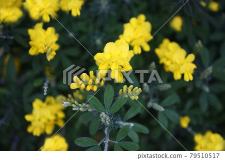 Cytisus 黃花 Cytisus 黃花 79510517
