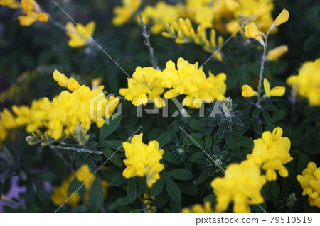 Cytisus 黃花 Cytisus 黃花 79510519