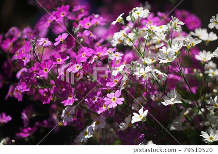 報春花 Marakoides 紅色和白色的花朵 報春花 Marakoides 紅色和白色的花朵 79510520