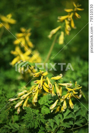 Yamano grass Miyama Kikeman flower 79510530