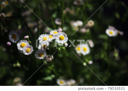 Yamano grass Halzion flower 79510531