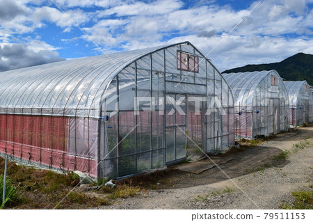 Greenhouse greenhouse cultivation Greenhouse greenhouse cultivation 79511153