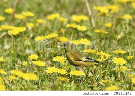 Kawariwawa eating an immature seed of Kansai Dandelion 79511342