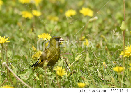 Kawariwawa eating an immature seed of Kansai Dandelion Kawariwawa eating an immature seed of Kansai Dandelion 79511344