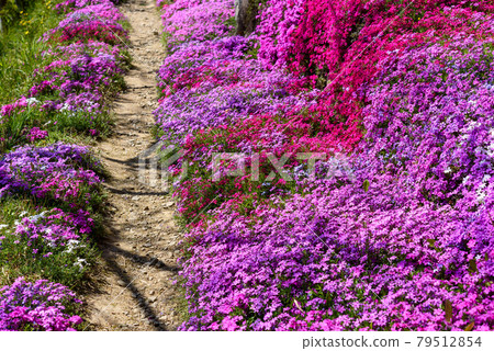 Tokushima Prefecture is a moss phlox that blooms on the path of Hirotanahana Village 79512854