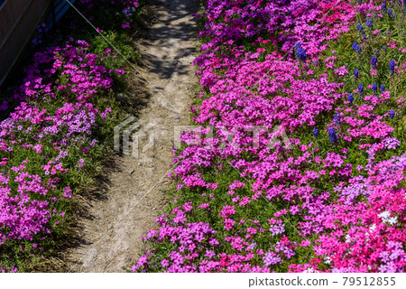 Tokushima Prefecture is a moss phlox that blooms on the path of Hirotanahana Village 79512855