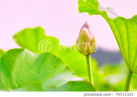 Lotus flower that begins to bloom Lotus flower that begins to bloom 79513101