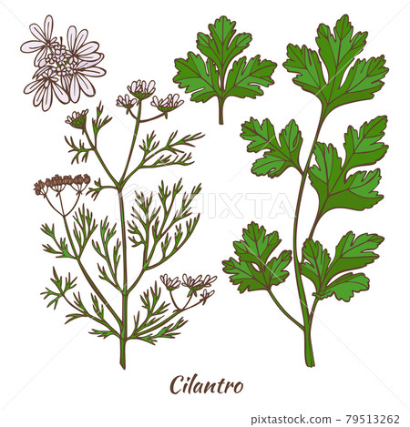 Cilantro Plant and Leaf in Hand Drawn Style - Stock Illustration ...