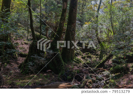 Yakushima Silence Forest 79513279