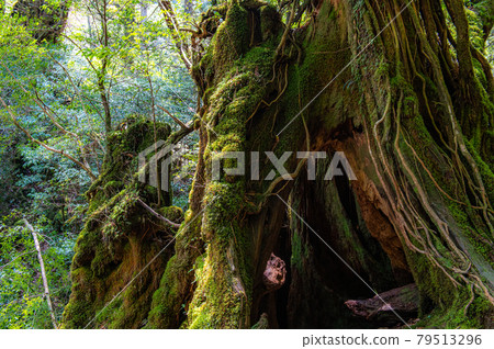 Yakushima Silence Forest Yakushima Silence Forest 79513296