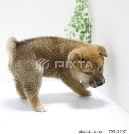 Shiba Inu puppy Shiba Inu puppy 79513297
