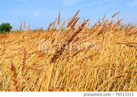 小麥栽培金黃色 79513315