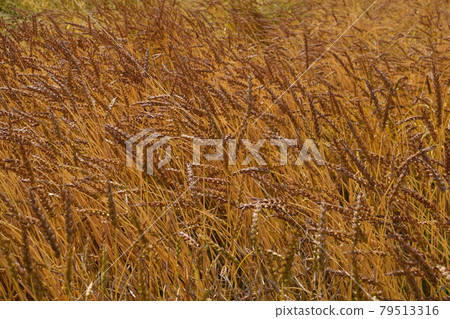 小麥栽培金黃色 79513316