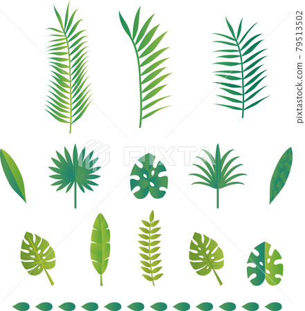 夏季葉植物自然植物熱帶插圖素材集 79513502